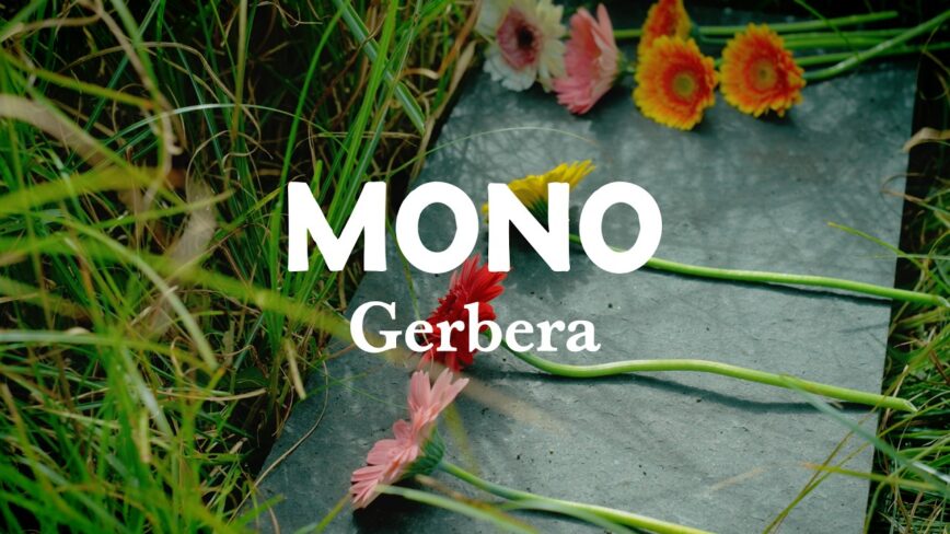 MONO – “Gerbera”